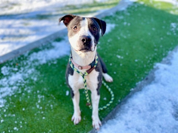 *Blake*, an adoptable Pit Bull Terrier in Salt Lake City, UT, 84123 | Photo Image 4