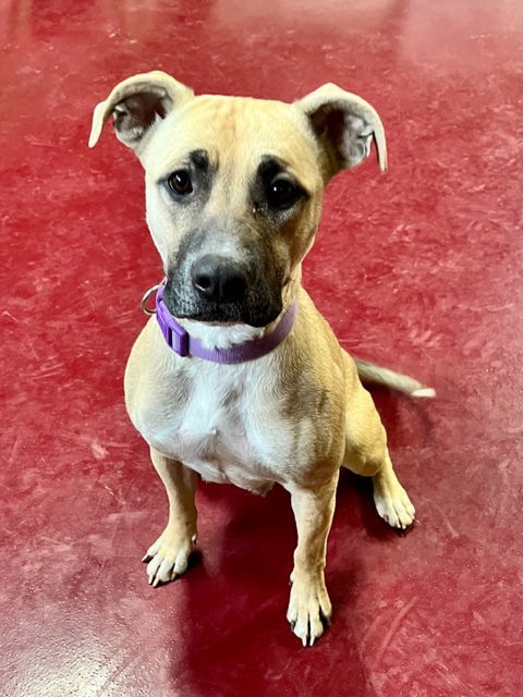 Gracie, an adoptable Pit Bull Terrier in Webster, WI, 54893 | Photo Image 1