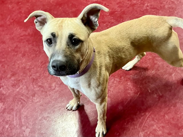 Gracie, an adoptable Pit Bull Terrier in Webster, WI, 54893 | Photo Image 3