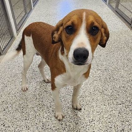 Dog for adoption - --FOUND--La Chateau Drive--, a Hound in Liberty, MO ...