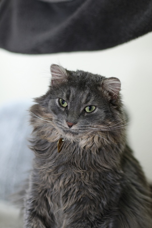 Skye, an adoptable Domestic Medium Hair in Portland, OR, 97221 | Photo Image 1