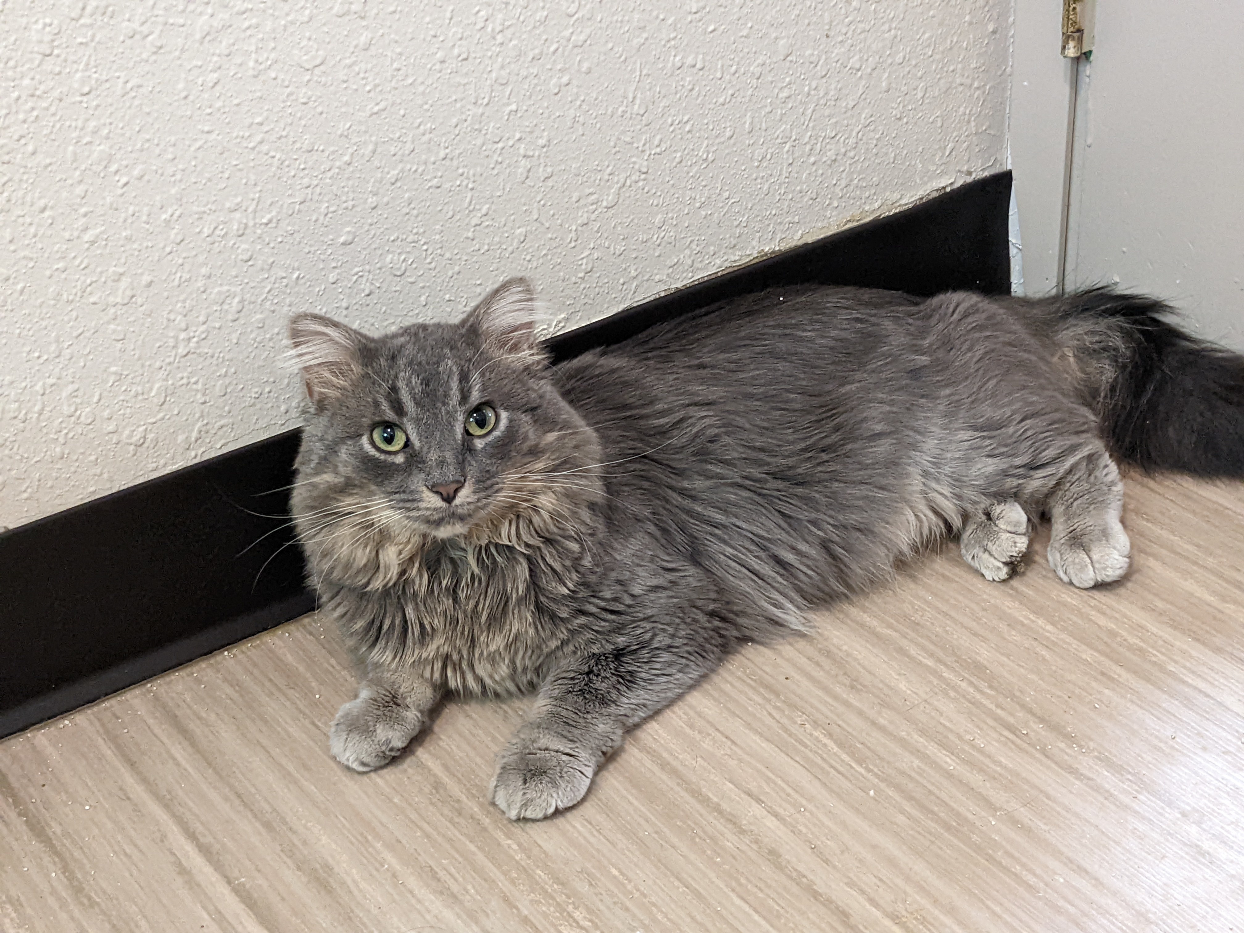 Skye, an adoptable Domestic Medium Hair in Portland, OR, 97221 | Photo Image 2