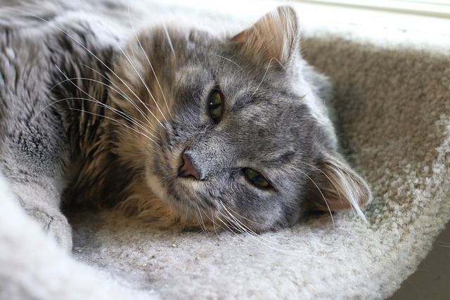 Skye, an adoptable Domestic Medium Hair in Portland, OR, 97221 | Photo Image 3