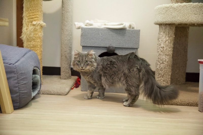 Skye, an adoptable Domestic Medium Hair in Portland, OR, 97221 | Photo Image 5