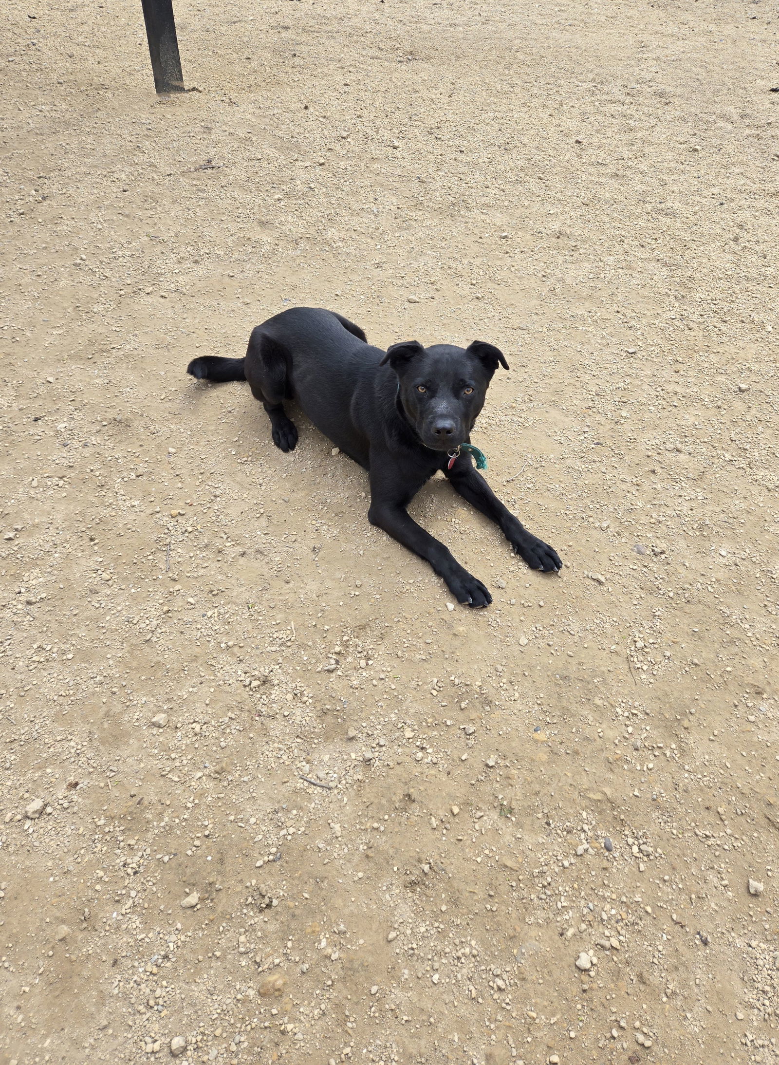 Eli, an adoptable Labrador Retriever in Maquoketa, IA, 52060 | Photo Image 1