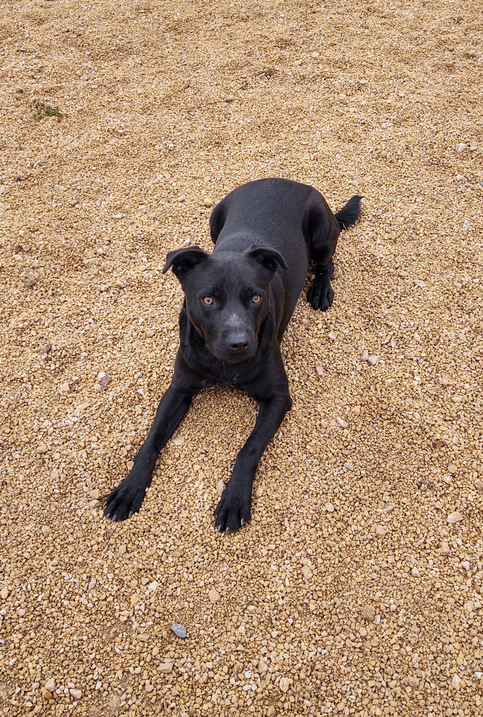 Eli, an adoptable Labrador Retriever in Maquoketa, IA, 52060 | Photo Image 2