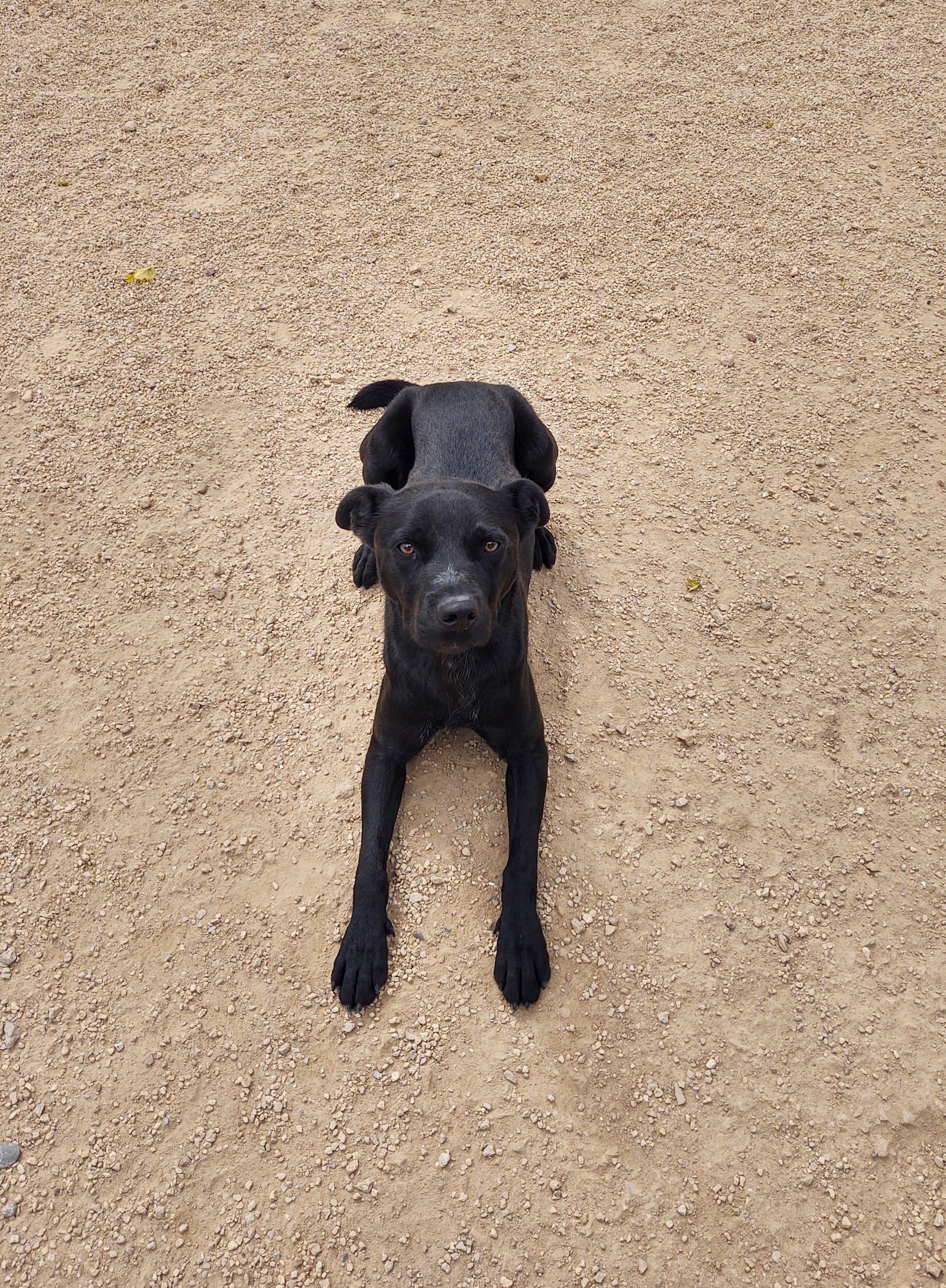 Eli, an adoptable Labrador Retriever in Maquoketa, IA, 52060 | Photo Image 2