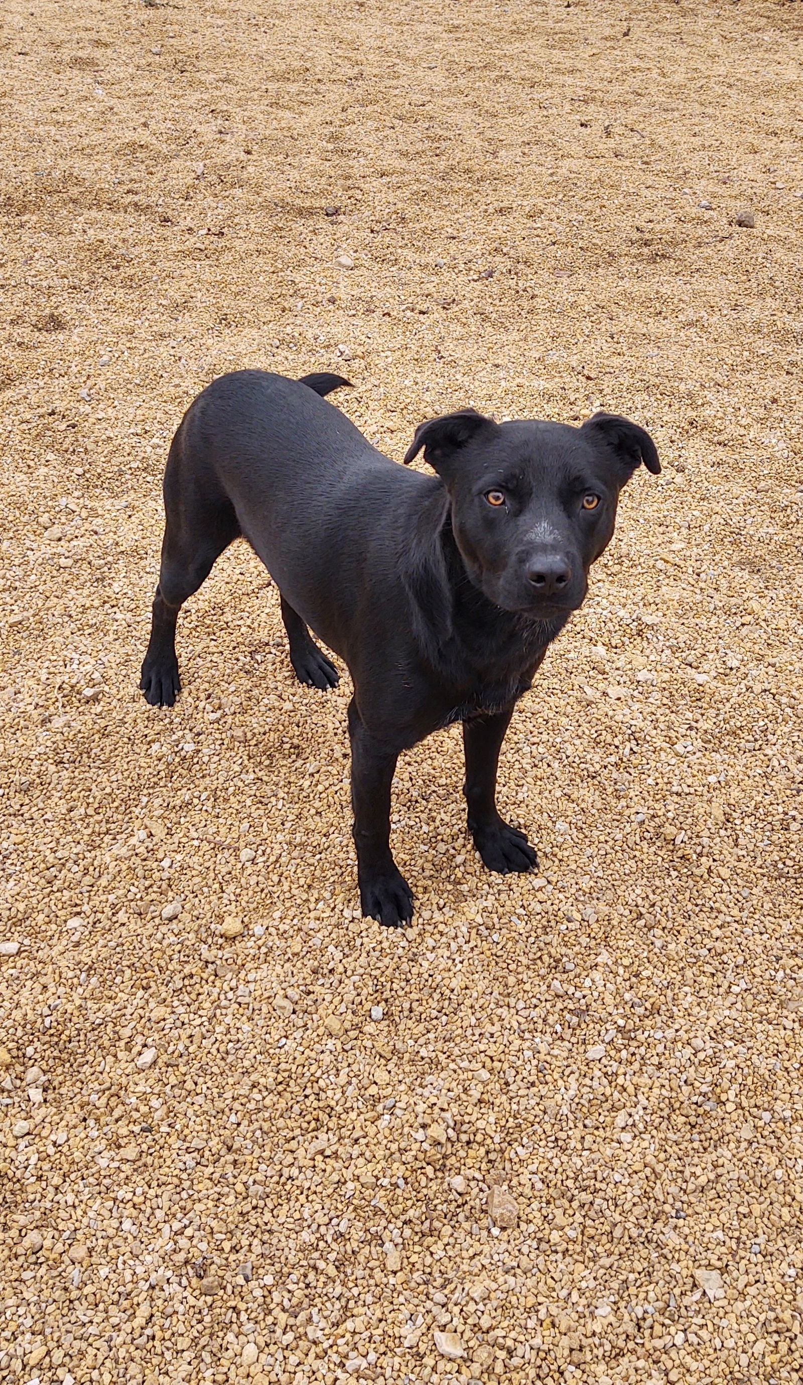 Eli, an adoptable Labrador Retriever in Maquoketa, IA, 52060 | Photo Image 3