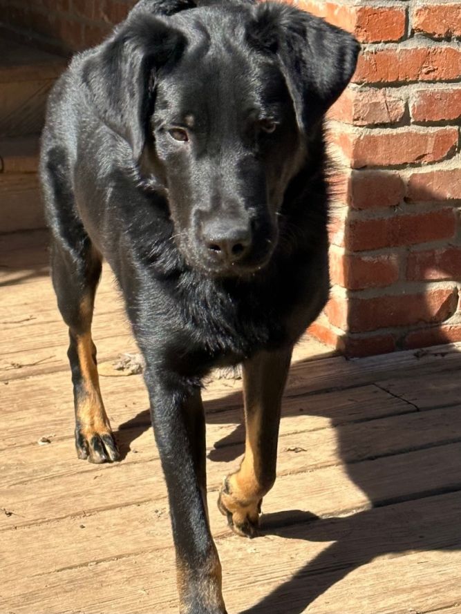 Beauceron store lab mix