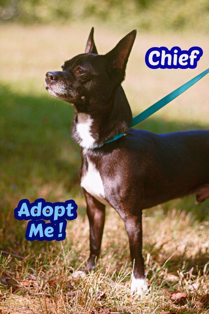 Rat terriers for hot sale adoption near me