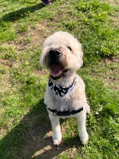 Wheaten bichon hot sale mix