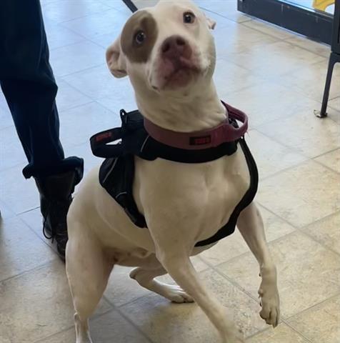 PINKY, an adoptable Pit Bull Terrier in Norfolk, VA, 23502 | Photo Image 1
