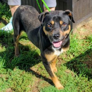 Chocolate Rust (in foster)