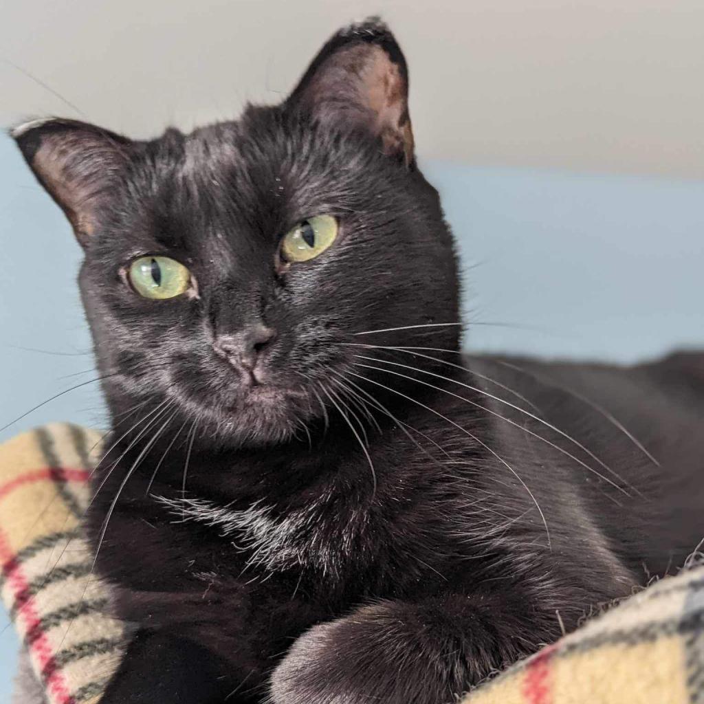 Julieta, an adoptable Domestic Short Hair in Zimmerman, MN, 55398 | Photo Image 1