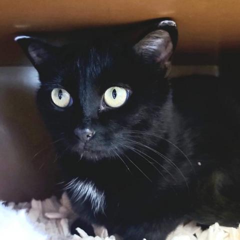 Julieta, an adoptable Domestic Short Hair in Zimmerman, MN, 55398 | Photo Image 2