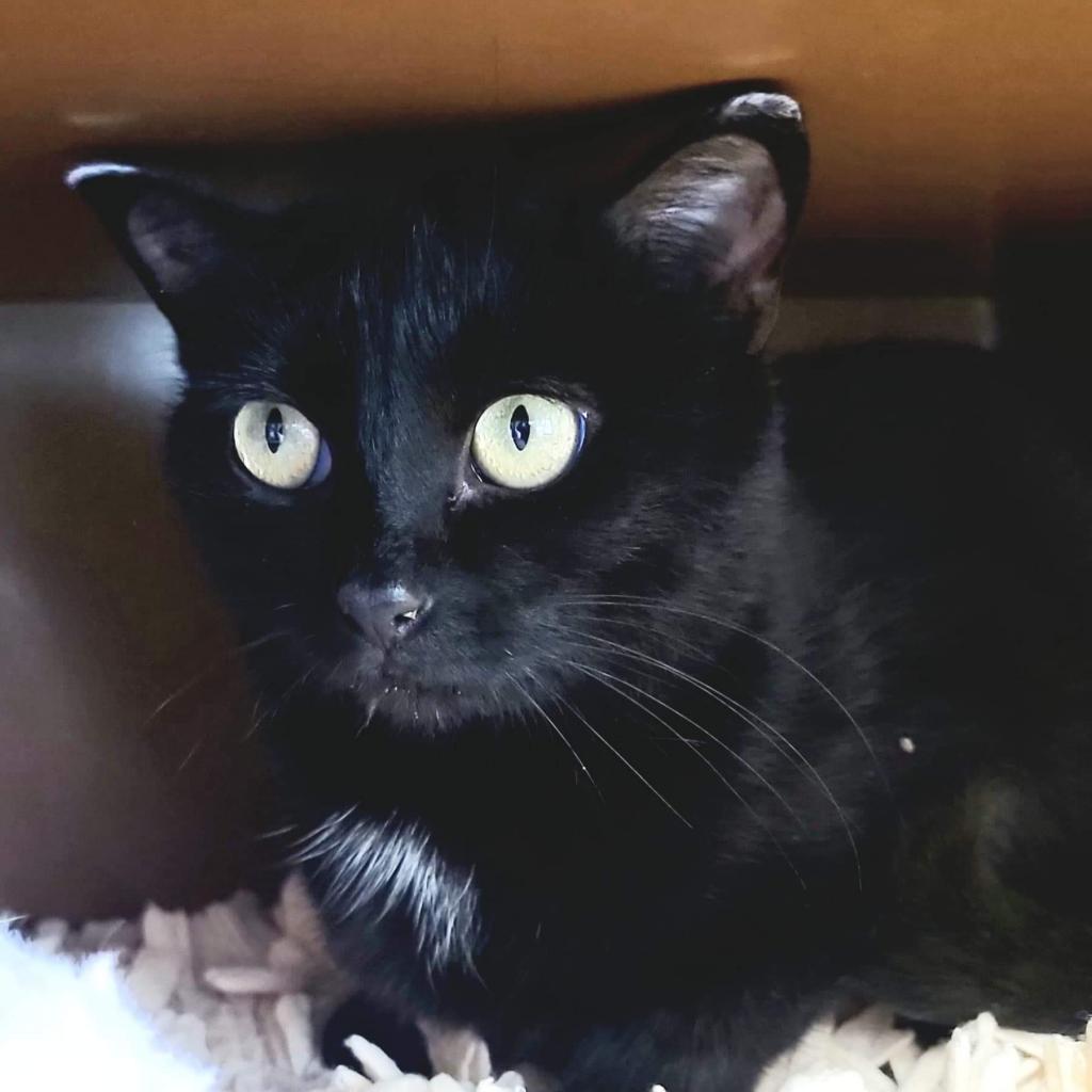 Julieta, an adoptable Domestic Short Hair in Zimmerman, MN, 55398 | Photo Image 2