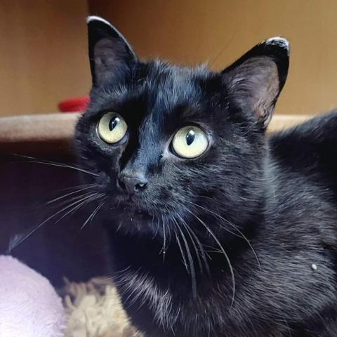 Julieta, an adoptable Domestic Short Hair in Zimmerman, MN, 55398 | Photo Image 3