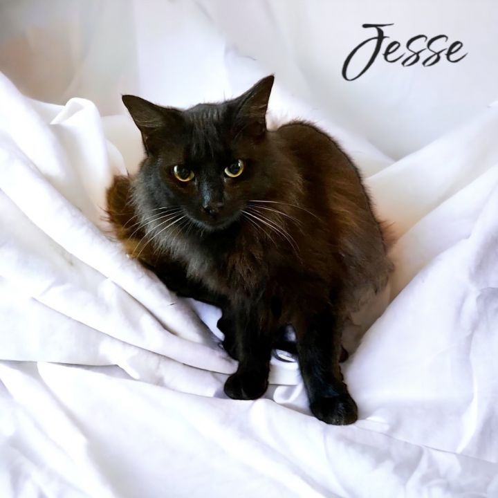 Jesse 1
