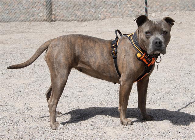 VIOLET, an adoptable Pit Bull Terrier in Albuquerque, NM, 87105 | Photo Image 1