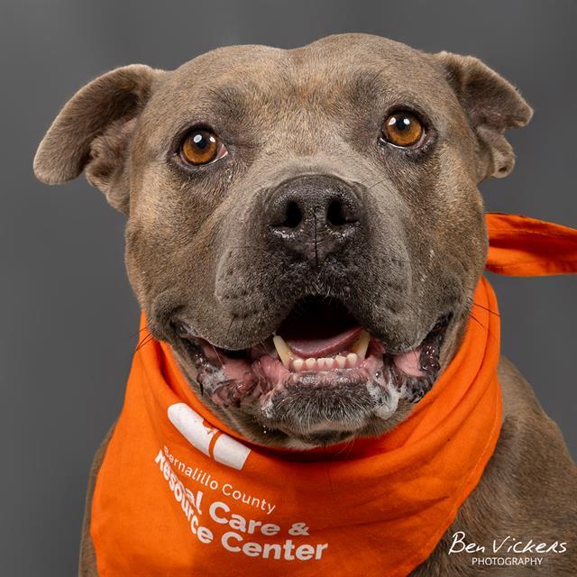 VIOLET, an adoptable Pit Bull Terrier in Albuquerque, NM, 87105 | Photo Image 1