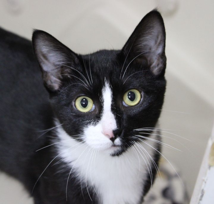 Groot, an adoptable Domestic Short Hair & Tuxedo Mix in Springfield, OR_image-1