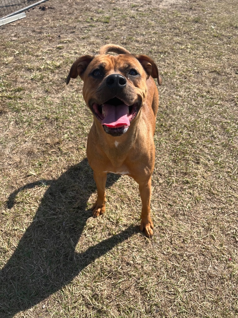 E886, an adoptable Terrier in Mullins, SC, 29574 | Photo Image 1