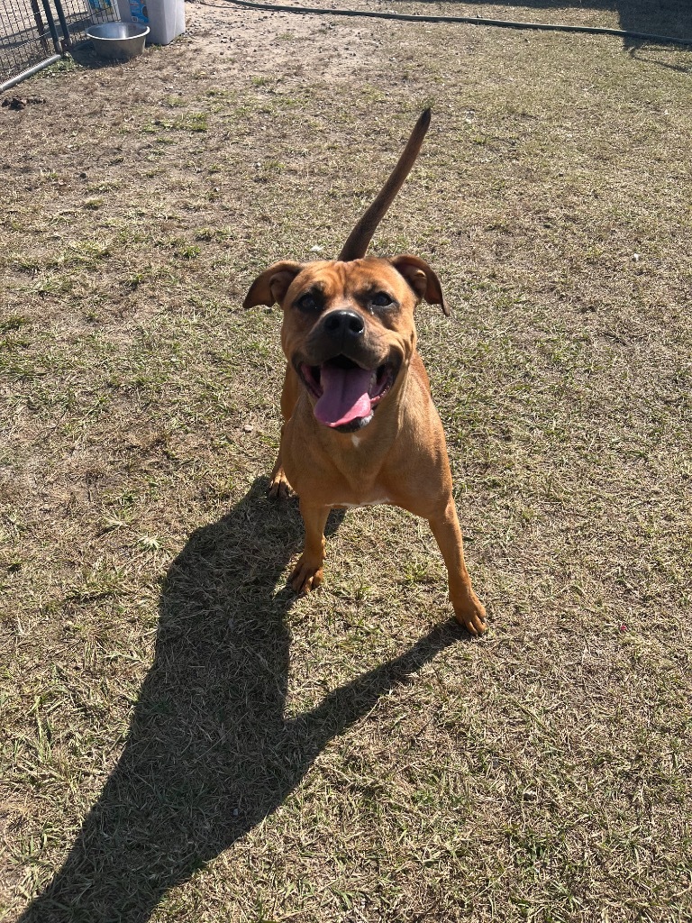 E886, an adoptable Terrier in Mullins, SC, 29574 | Photo Image 2