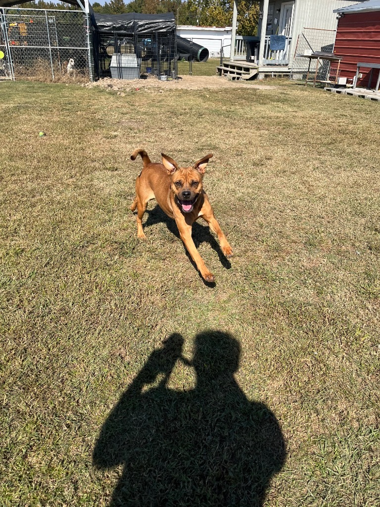 E886, an adoptable Terrier in Mullins, SC, 29574 | Photo Image 3