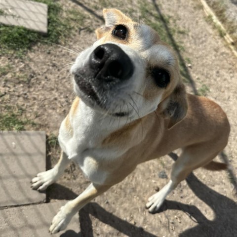 Valentina // 59813, an adoptable Labrador Retriever, Mixed Breed in Harlingen, TX, 78550 | Photo Image 2