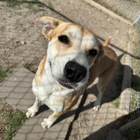 Valentina // 59813, an adoptable Labrador Retriever, Mixed Breed in Harlingen, TX, 78550 | Photo Image 3