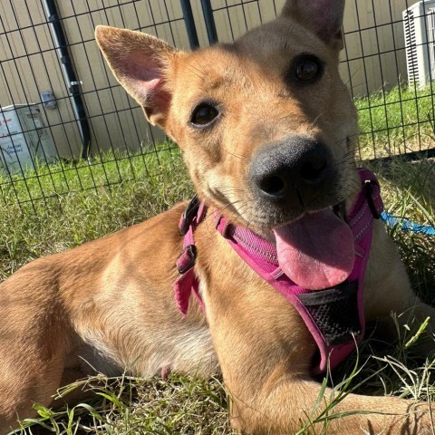 Enchilada // 0951, an adoptable Shepherd in Harlingen, TX, 78550 | Photo Image 1