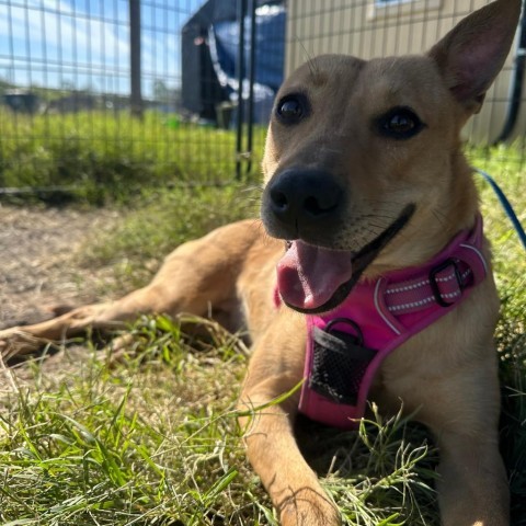 Enchilada // 0951, an adoptable Shepherd in Harlingen, TX, 78550 | Photo Image 3