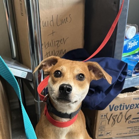 Charlie Brown/ ITF, an adoptable Terrier, Mixed Breed in Harlingen, TX, 78550 | Photo Image 1