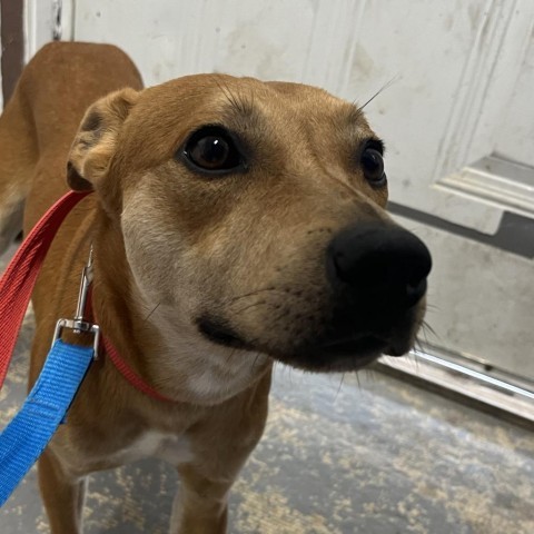 Charlie Brown/ ITF, an adoptable Terrier, Mixed Breed in Harlingen, TX, 78550 | Photo Image 2