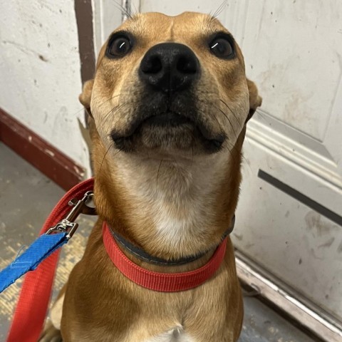 Charlie Brown/ ITF, an adoptable Terrier, Mixed Breed in Harlingen, TX, 78550 | Photo Image 2