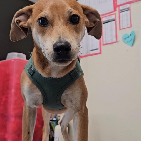 Charlie Brown/ ITF, an adoptable Terrier, Mixed Breed in Harlingen, TX, 78550 | Photo Image 3