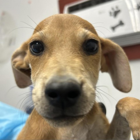 Charlie Brown/ ITF, an adoptable Terrier, Mixed Breed in Harlingen, TX, 78550 | Photo Image 3