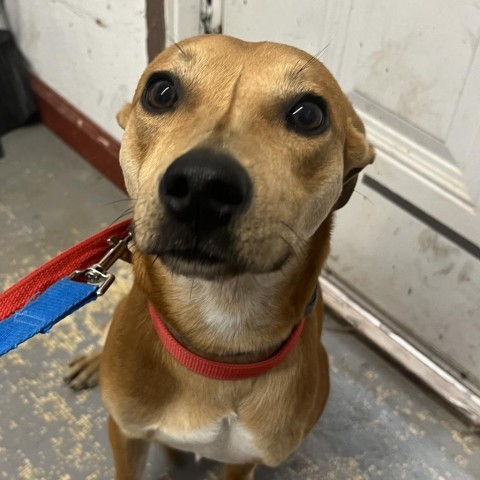 Charlie Brown/ ITF, an adoptable Terrier, Mixed Breed in Harlingen, TX, 78550 | Photo Image 4