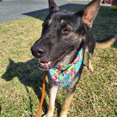 Donnie, an adoptable Shepherd, Mixed Breed in Harlingen, TX, 78550 | Photo Image 1