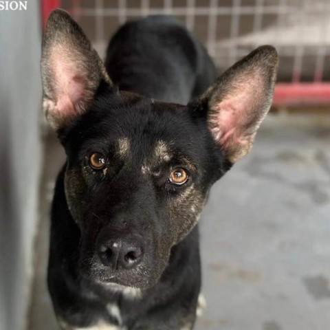 Donnie, an adoptable Shepherd, Mixed Breed in Harlingen, TX, 78550 | Photo Image 3