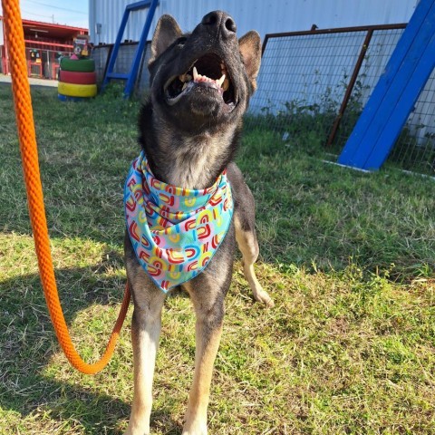 Donnie, an adoptable Shepherd, Mixed Breed in Harlingen, TX, 78550 | Photo Image 4