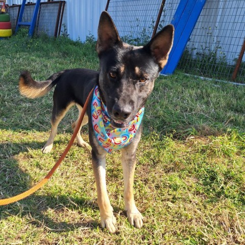 Donnie, an adoptable Shepherd, Mixed Breed in Harlingen, TX, 78550 | Photo Image 5