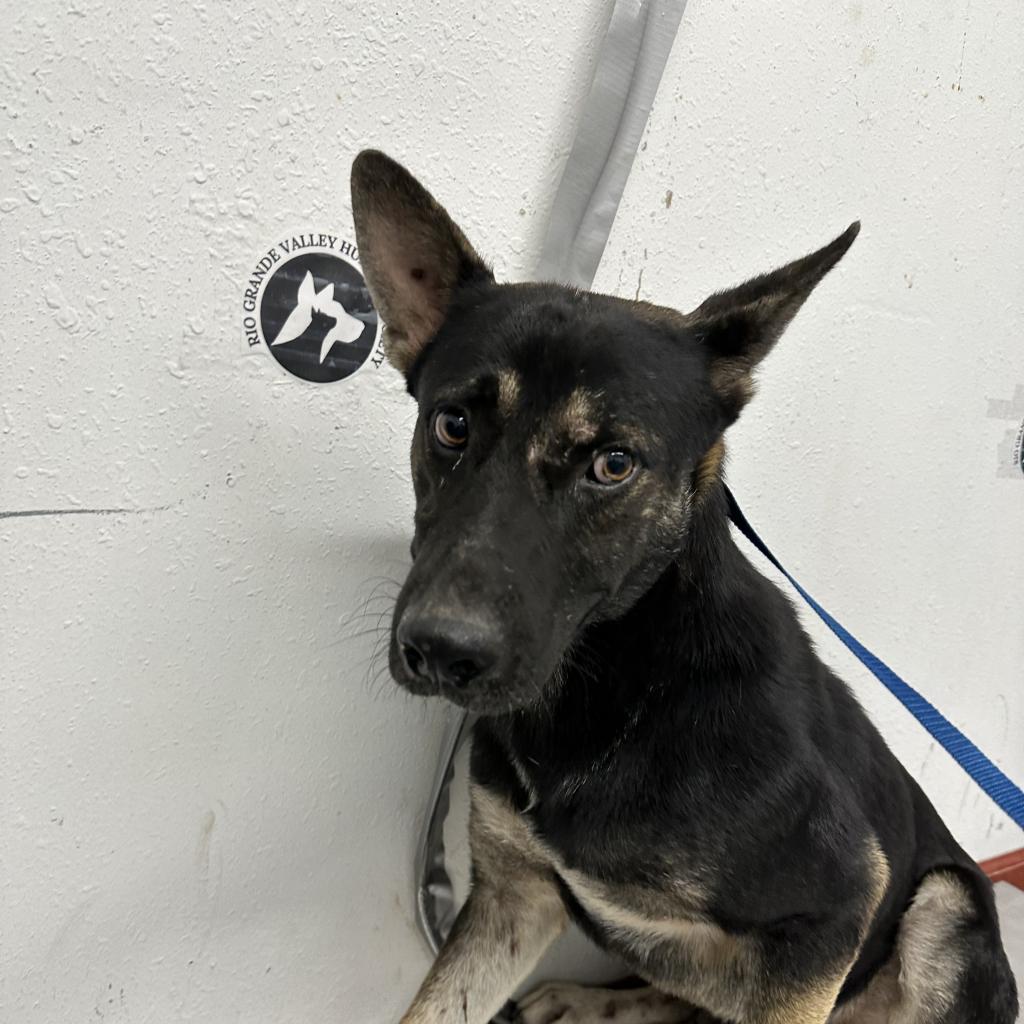 Donnie, an adoptable Shepherd, Mixed Breed in Harlingen, TX, 78550 | Photo Image 5