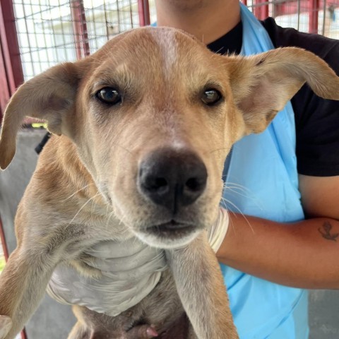 Yondu, an adoptable Shepherd in Harlingen, TX, 78550 | Photo Image 2