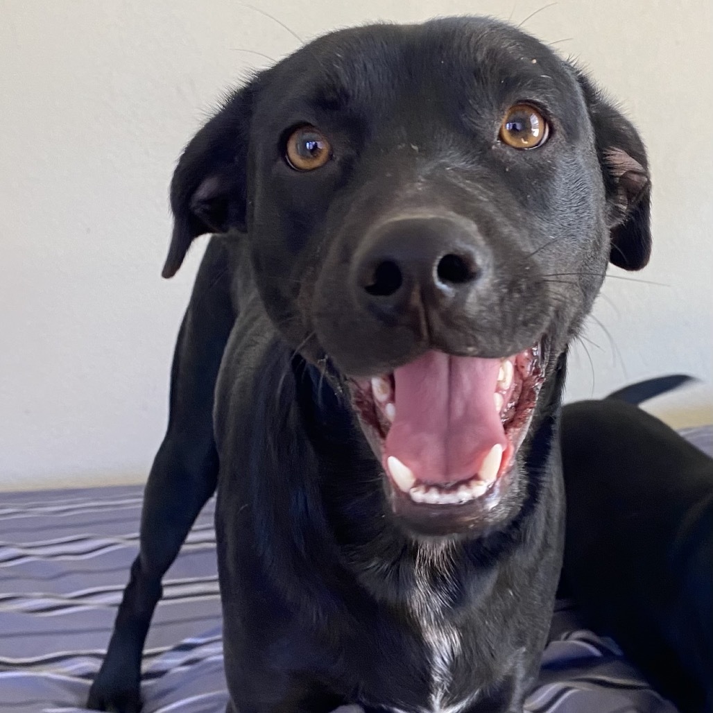 Little Otis / ITF, an adoptable Black Labrador Retriever in Harlingen, TX, 78550 | Photo Image 1