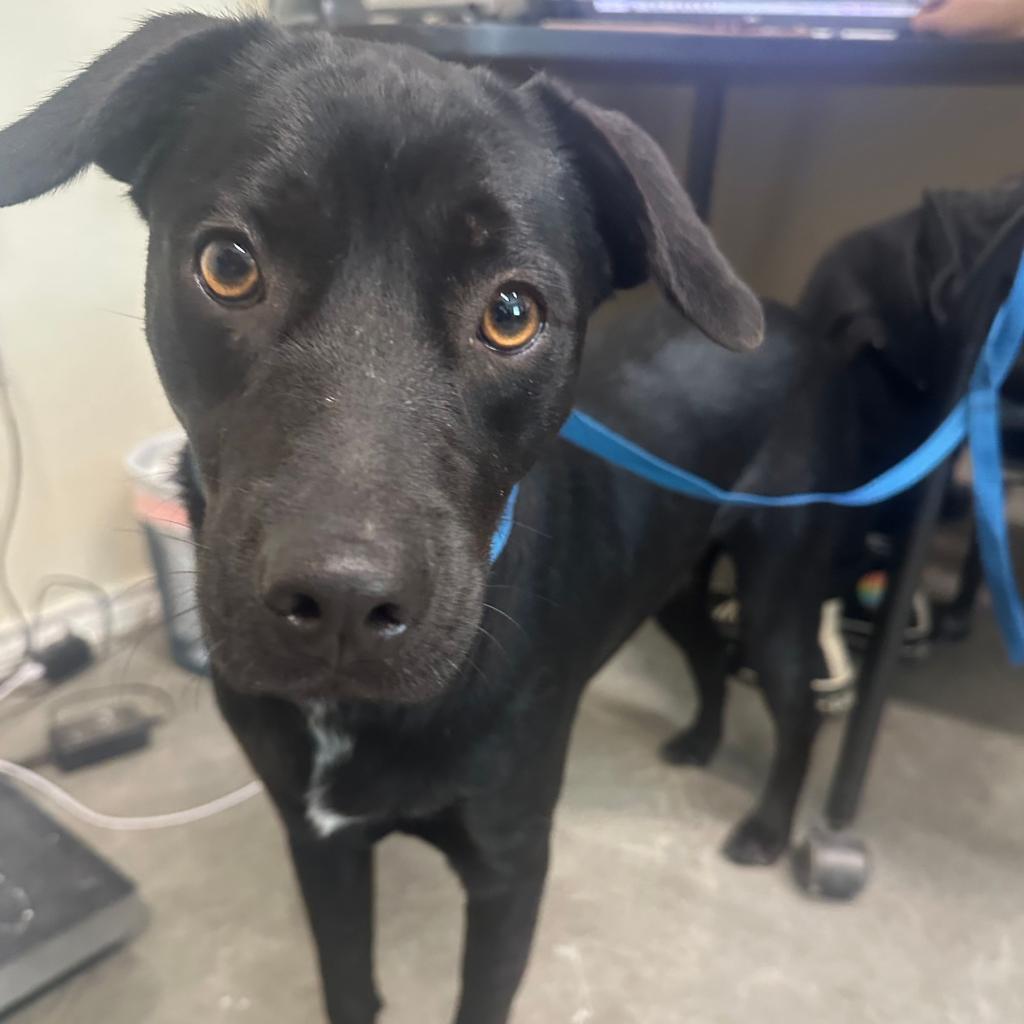 Little Otis / ITF, an adoptable Black Labrador Retriever in Harlingen, TX, 78550 | Photo Image 2