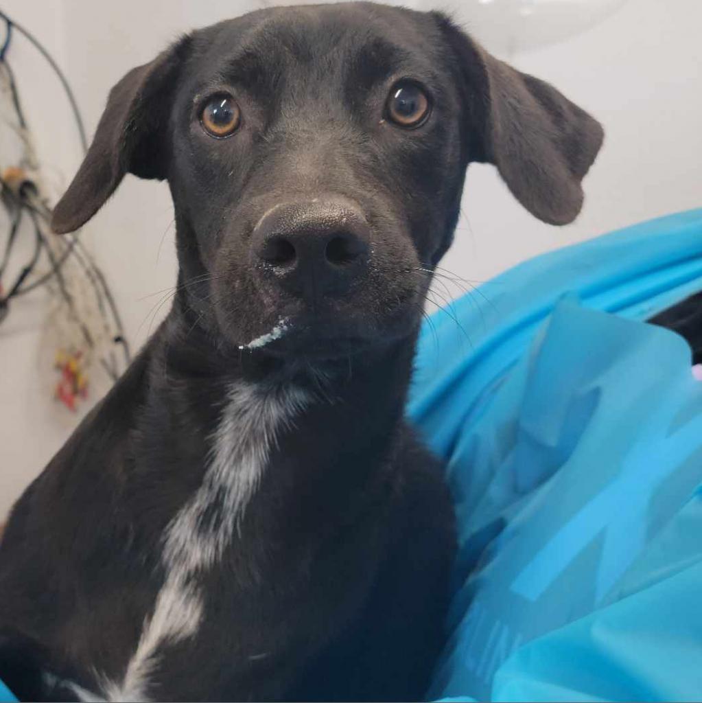 Little Otis / ITF, an adoptable Black Labrador Retriever in Harlingen, TX, 78550 | Photo Image 3