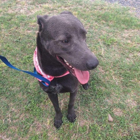Dee Dee, an adoptable Blue Lacy in Harlingen, TX, 78550 | Photo Image 1