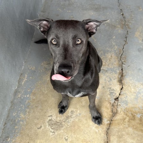 Dee Dee, an adoptable Blue Lacy in Harlingen, TX, 78550 | Photo Image 2