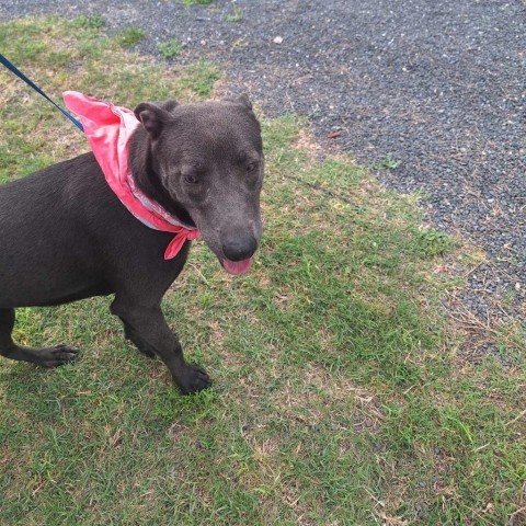 Dee Dee, an adoptable Blue Lacy in Harlingen, TX, 78550 | Photo Image 4